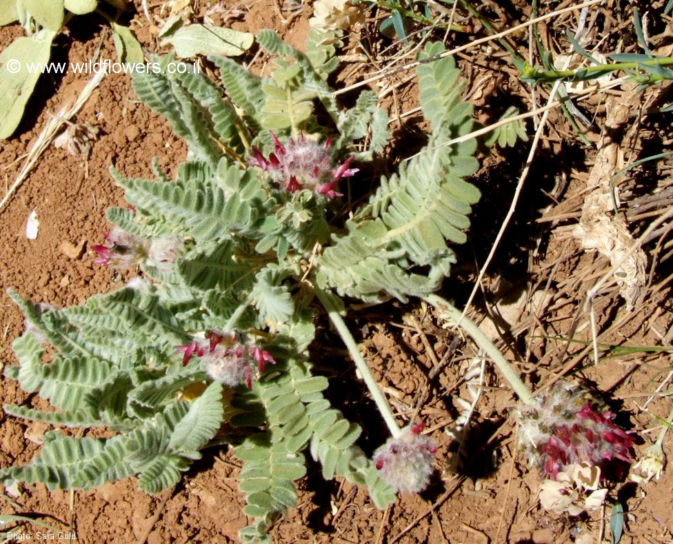 Astragalus emarginatus